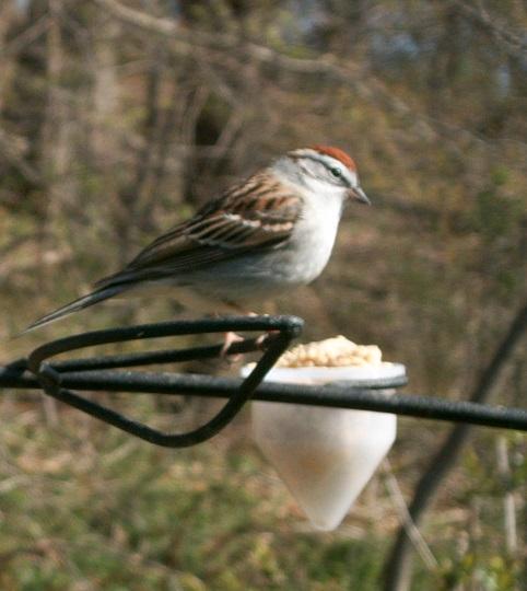 Chipping Sparrow eating Bark Butter