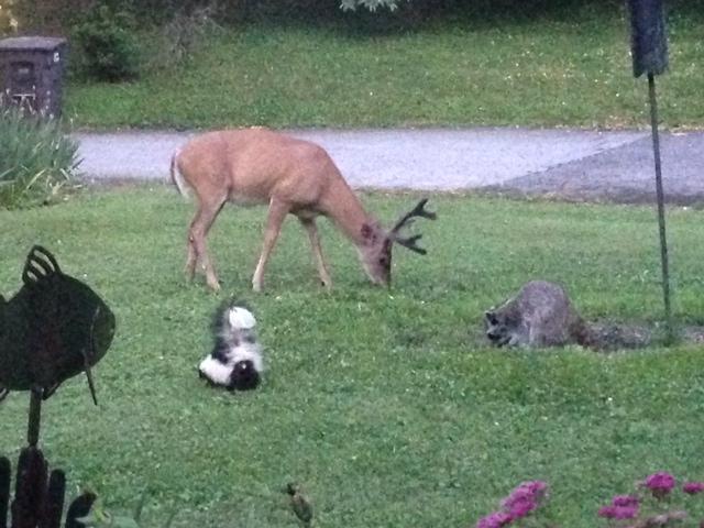 Peaceable Kingdom
