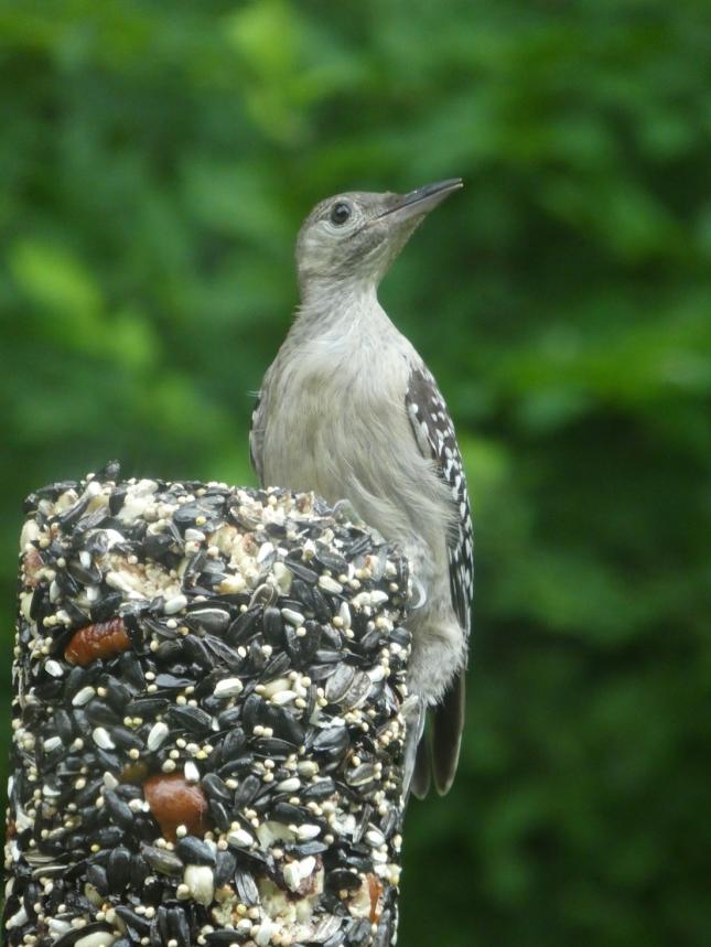 Wild Birds Unlimited Nature Shop
