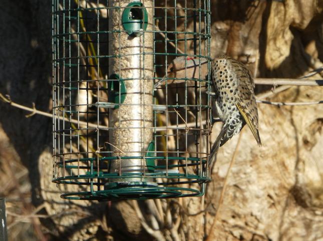 Healthy food for wild birds  Tits, blackbirds, woodpecker & Co