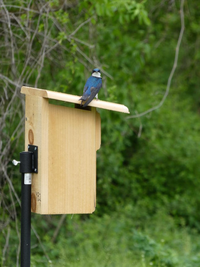 Bird Hook - The Birdhouse Nature Store